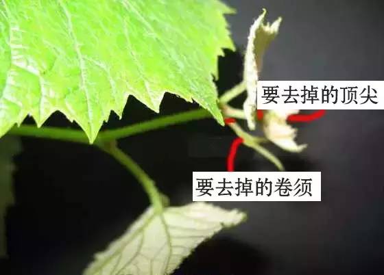 葡萄摘心學問大按點操作提高結果率