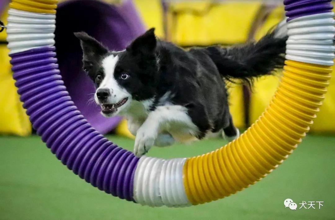快讯犬中敏捷之王西敏寺犬展第7届大师级敏捷赛赛果2020年西敏寺犬展
