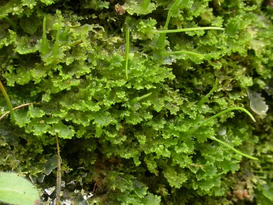 natureplants植物所科研人员发布第一个高质量角苔参考基因组