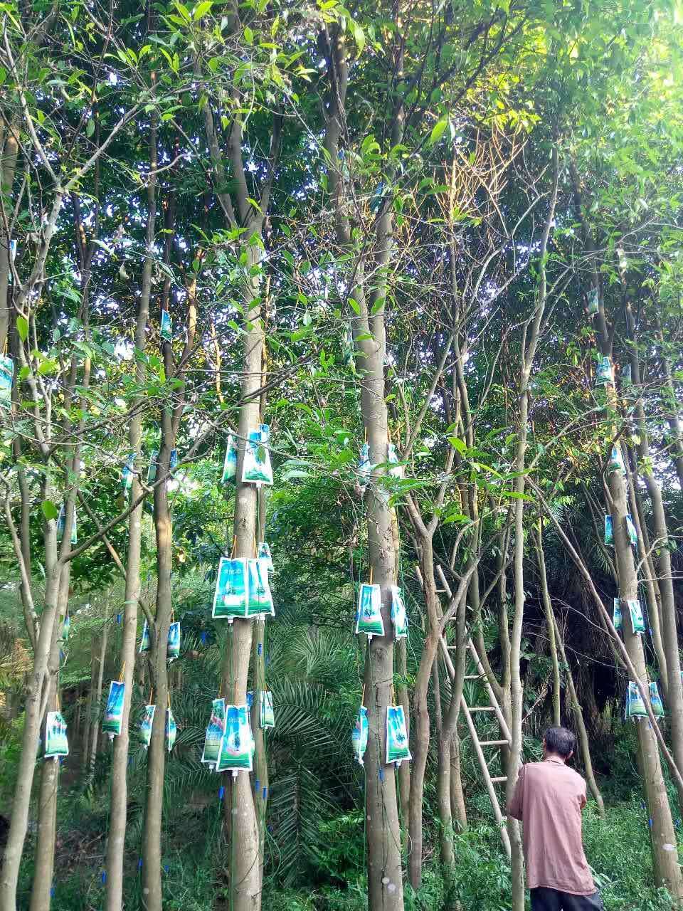 沉香试管菌种