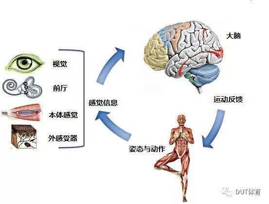 人体七大感觉系统图片