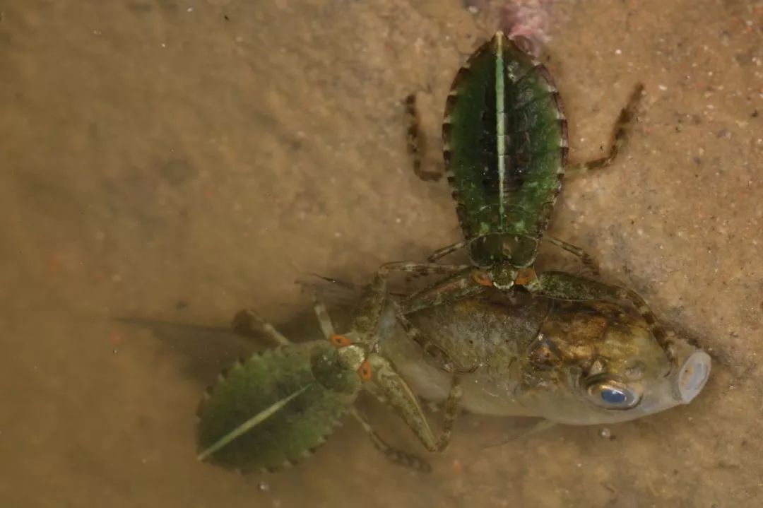 虫谱大观负蝽科