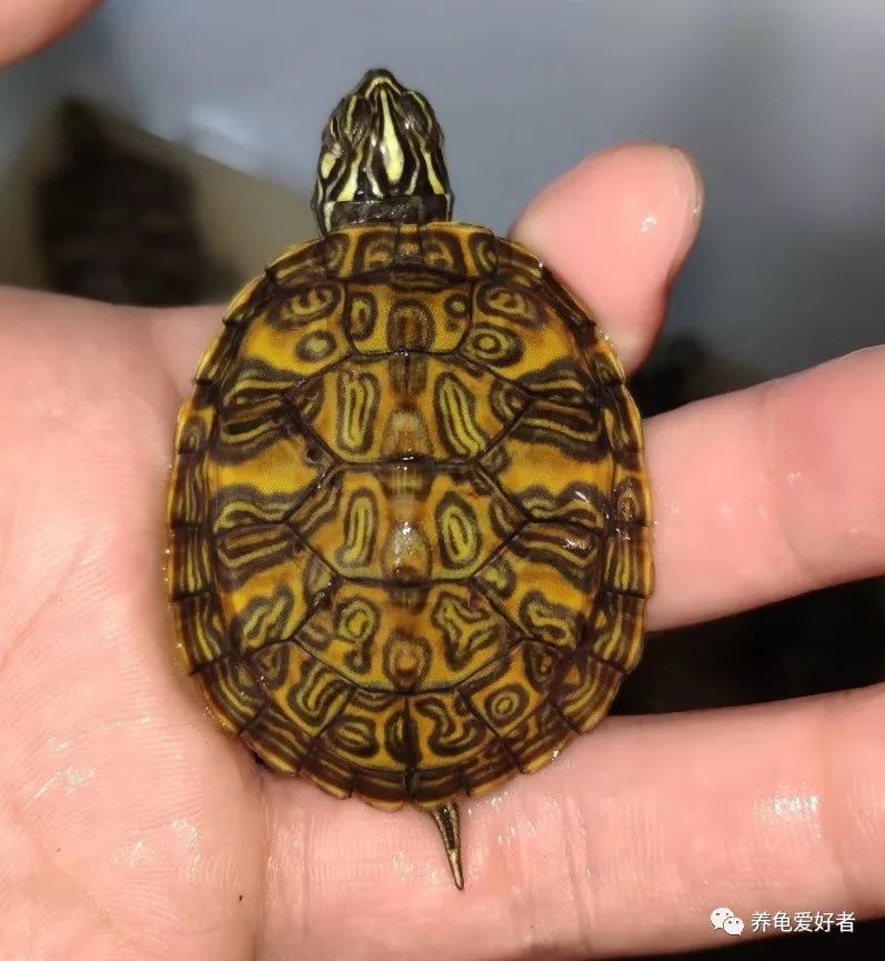 火焰龟的那些门道,你都摸清了吗?_纹路