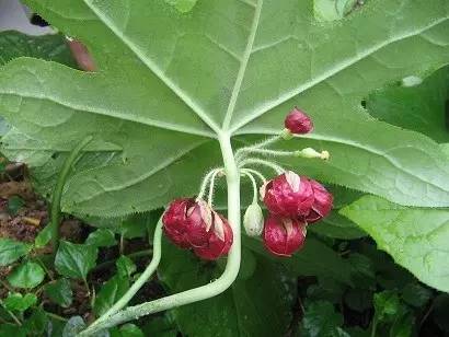 据说抗癌能力最强的十大植物有你认识的吗