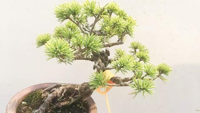 假日之后,盆景那须娘