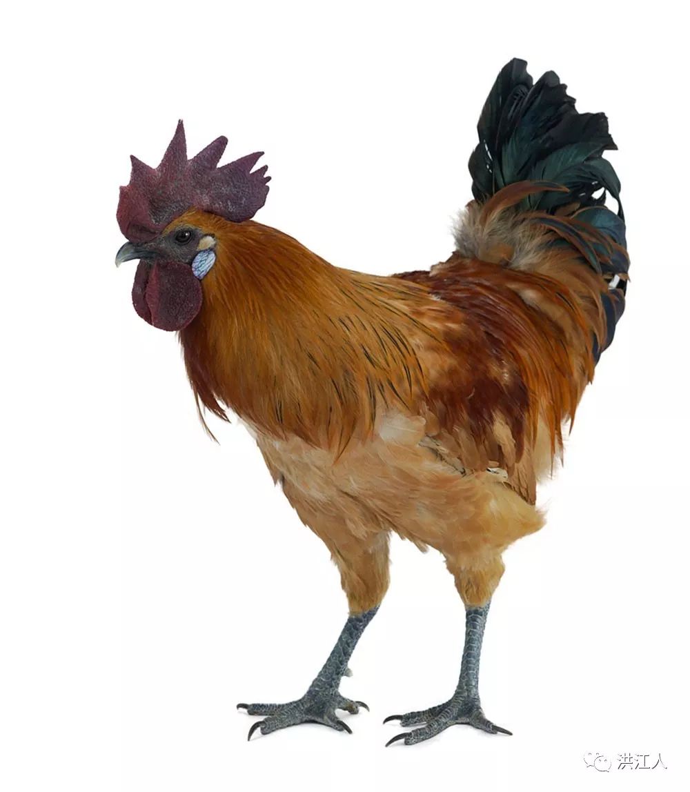 吃了乌骨鸡 增强免疫力!洪江嵩云禽业今日复工并提供日薪岗位