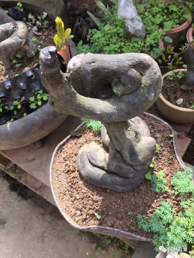 送你三个刺激金弹子发芽锦囊妙计