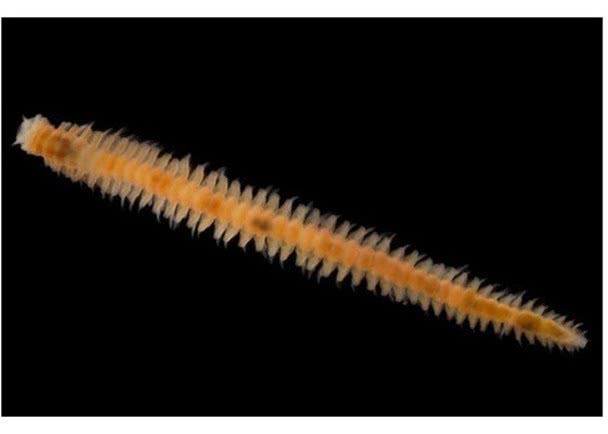 日本东京台场发现新品种钢毛虫,命名拟真巨鹿意为都市!