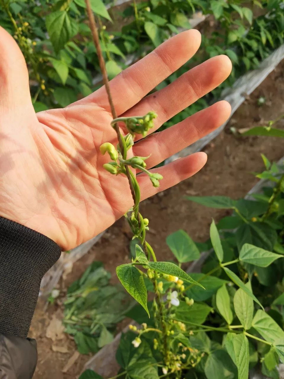 精心整理芸豆冬春茬栽培看这篇就够了