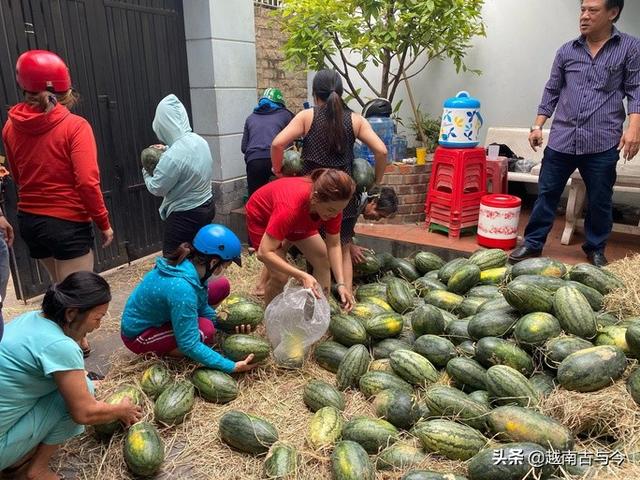 越南西瓜无法出口中国滞销志愿者上门收购助瓜农后免费送市民