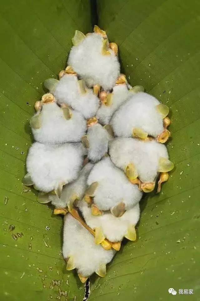 黑化之后的蝙蝠侠把你活活逼成了艺术家