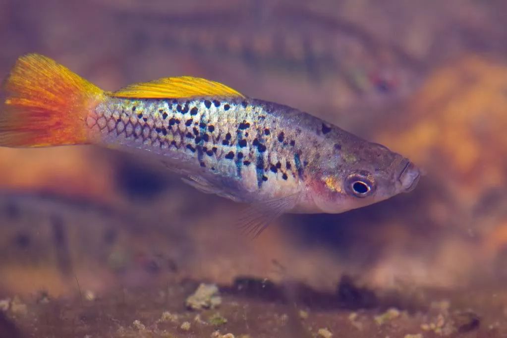 每日一鱼三色牡丹鱼卵胎生体色偏蓝