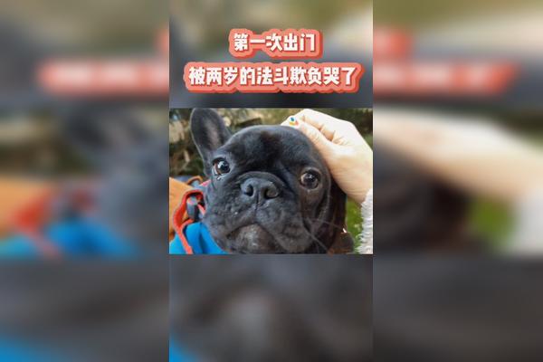 第一次出门就被2岁的法斗欺负哭了萌法斗