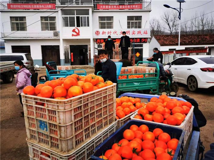 盱眙县河桥镇朱刘村党员干部帮助农户联系客商销售西红柿