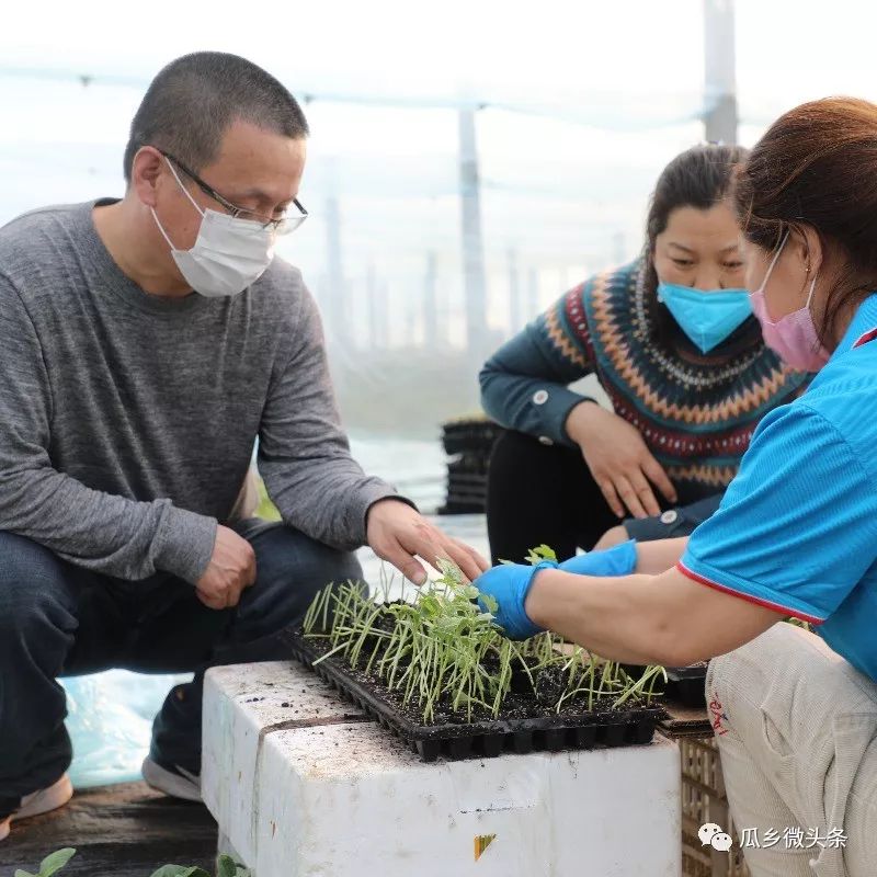 在线指导防控生产两不误大兴这个镇让瓜农吃上定心丸