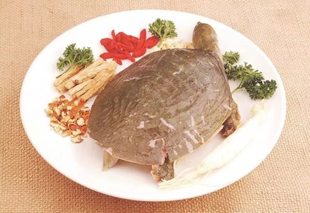 风味独特的清蒸甲鱼,咸鲜香滑,营养丰富,好吃又美味
