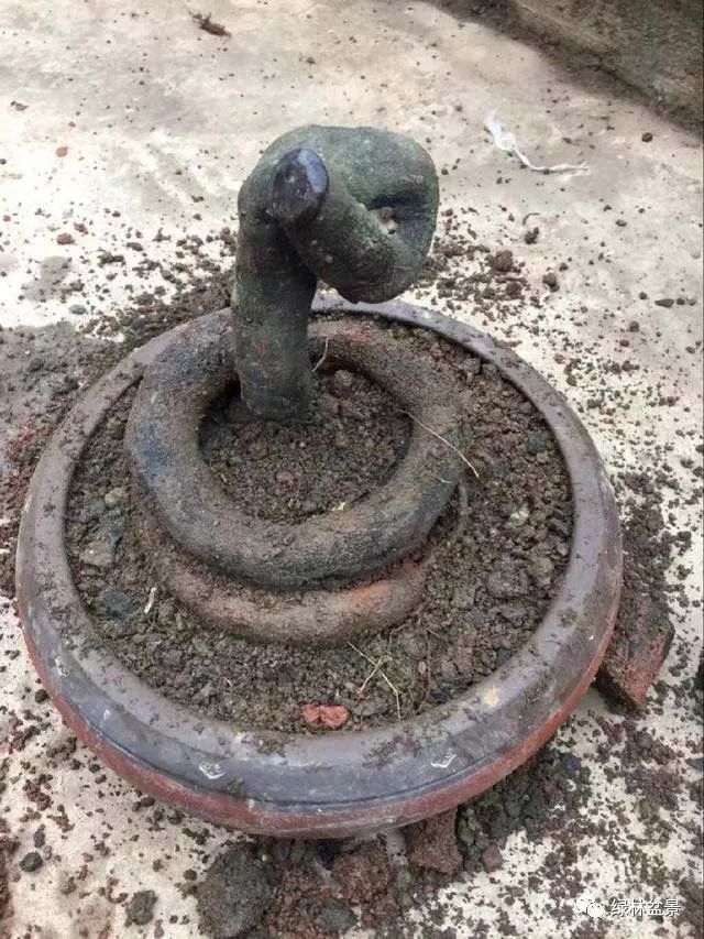 送你三个刺激金弹子发芽锦囊妙计