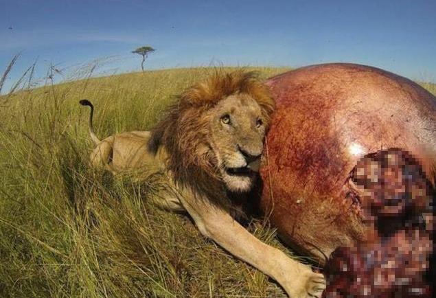 雄狮啃食死去已久的河马无从下口直接咬开肛门肠子流了一地