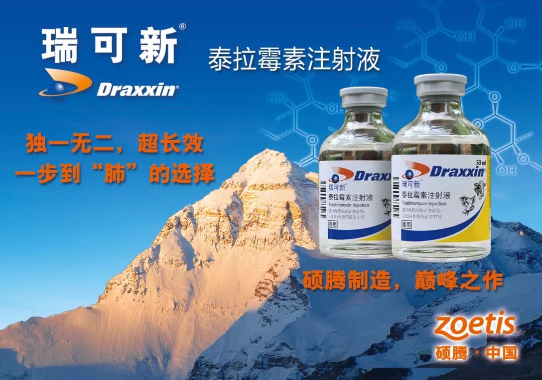 湖北养殖业围城猪在瘟疫蔓延时