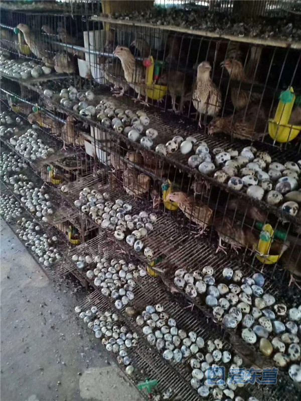 如今已养殖鹌鹑3万多只,每天产鹌鹑蛋300斤,是远近闻名的鹌鹑养殖大户