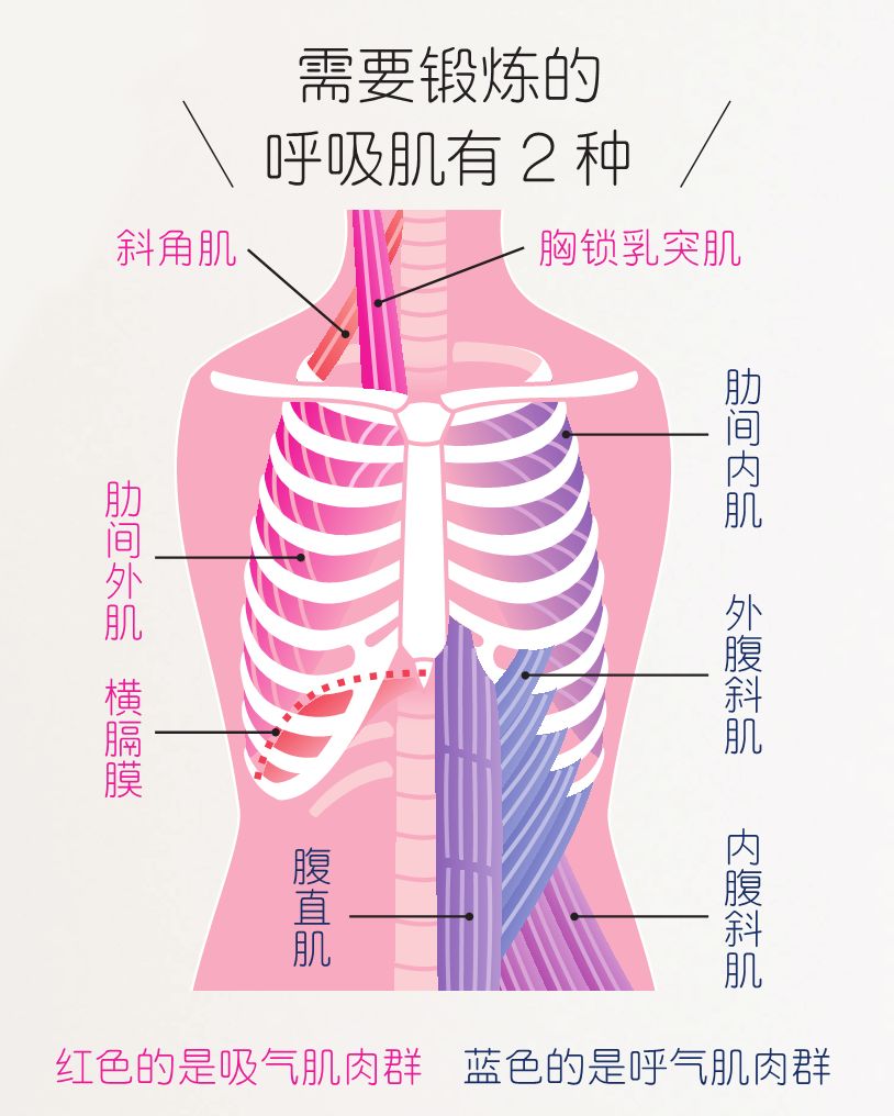 呼吸的全过程图示图片