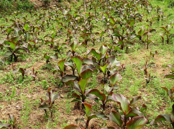 芭蕉芋种植正当时做好选种育苗管理是关键
