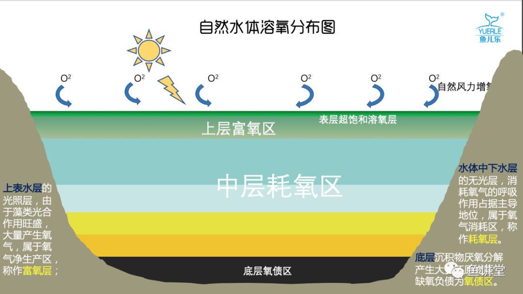 溶氧的上下分层这种水体上下分层现象,不仅是水温分层,而且会导致溶氧