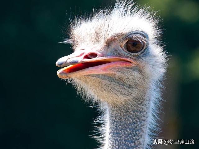 我连肉都不吃了,为什么你要吃野生动物?你连累了多少人?_人类