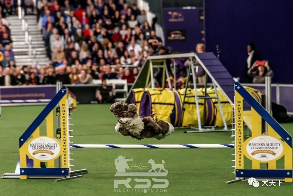 西敏寺犬展第7届大师级敏捷赛赛果——2020年西敏寺犬展进行时