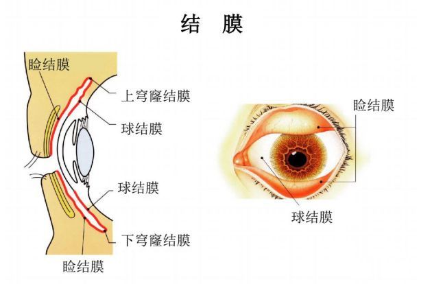 眼结膜囊内图片