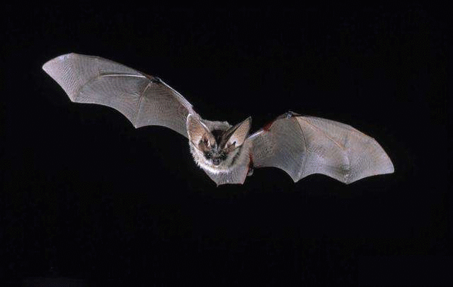 蝙蝠,或许还真是监管的真空地带.