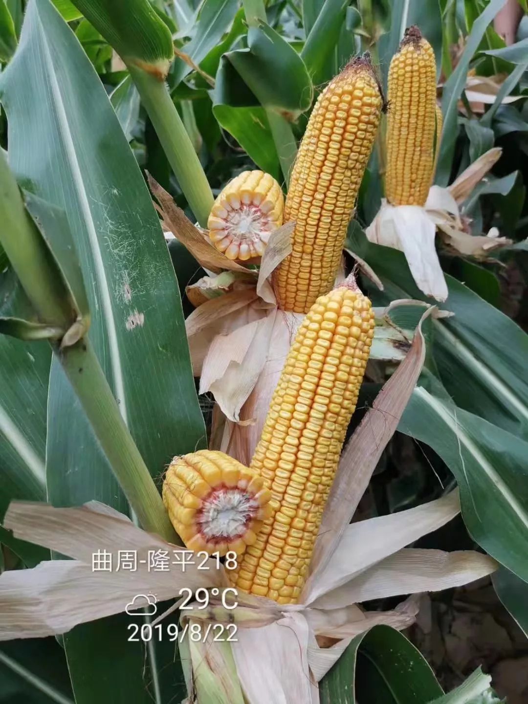 共抗疫情隆平218为春耕保驾护航