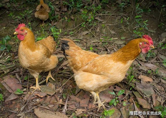 養殖原生態生態黃雞,這八招你一定要學_雛雞