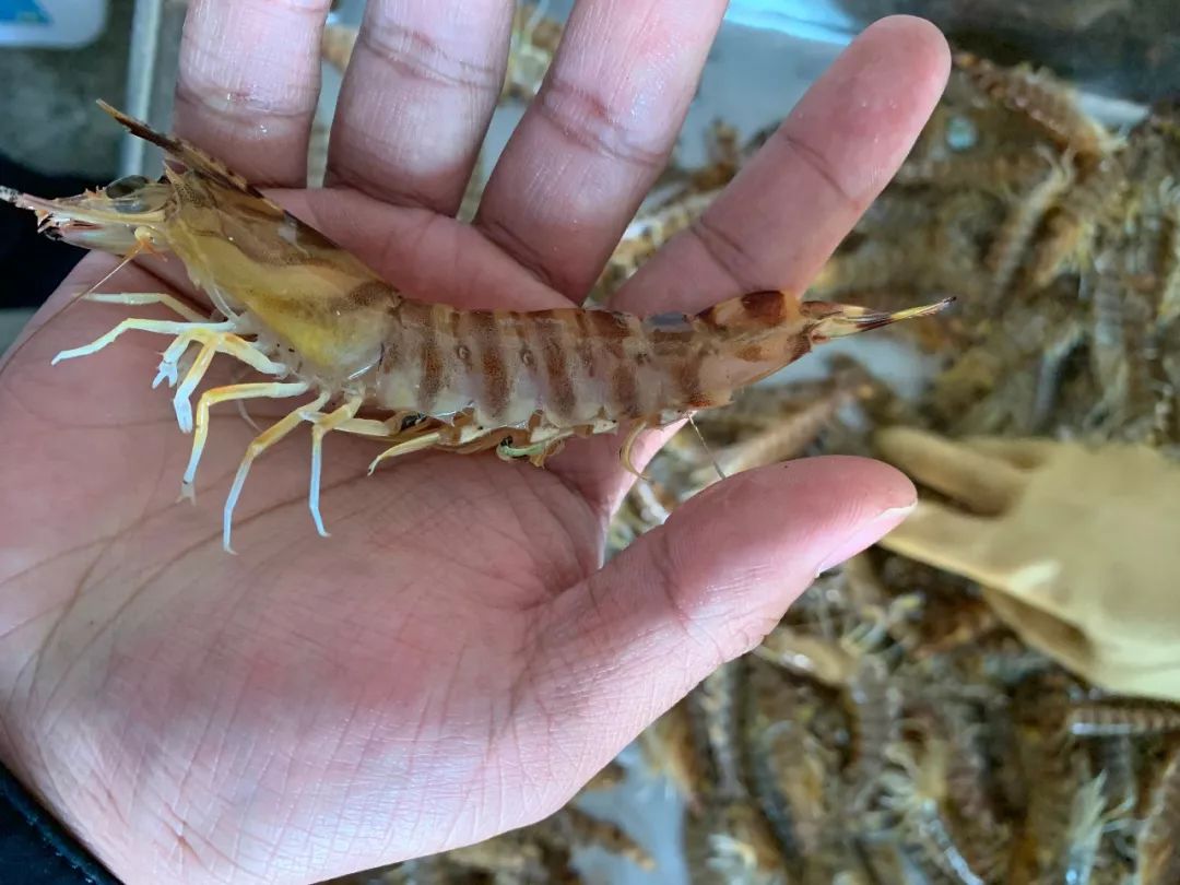 山东200万斤车虾滞销货值超3亿元的日本对虾要烂在塘里