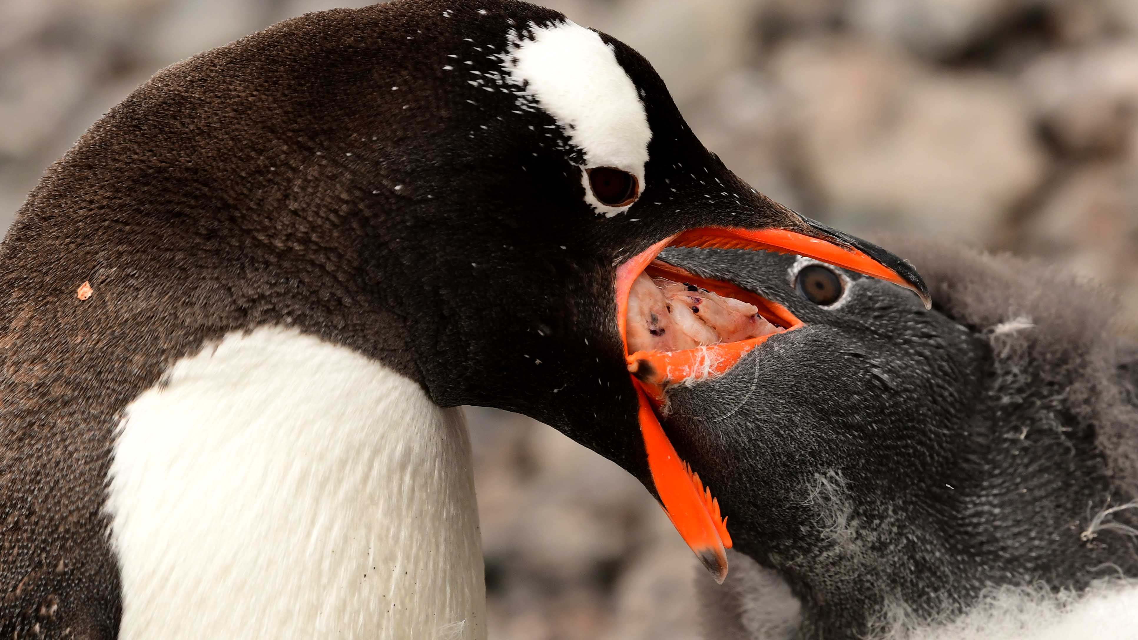 苍穹之下 天地之外_南极