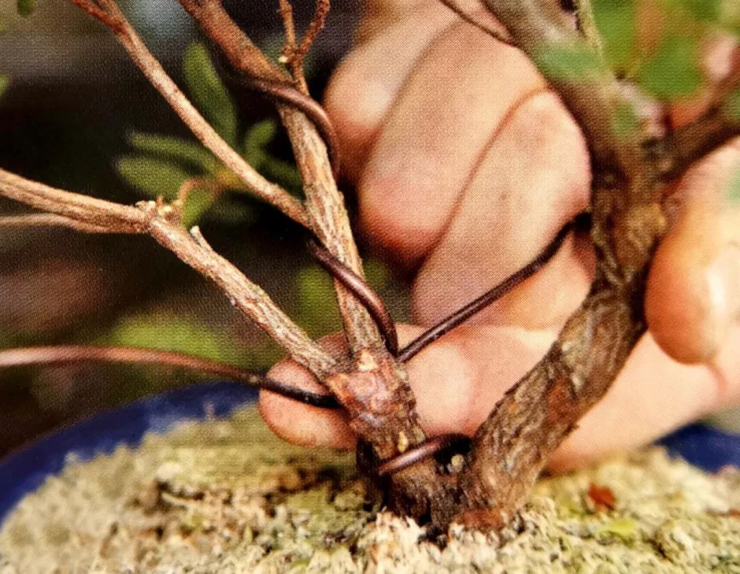 最详尽的盆景蟠扎技法,当植物部位不同,缠绕方式也不尽相同!