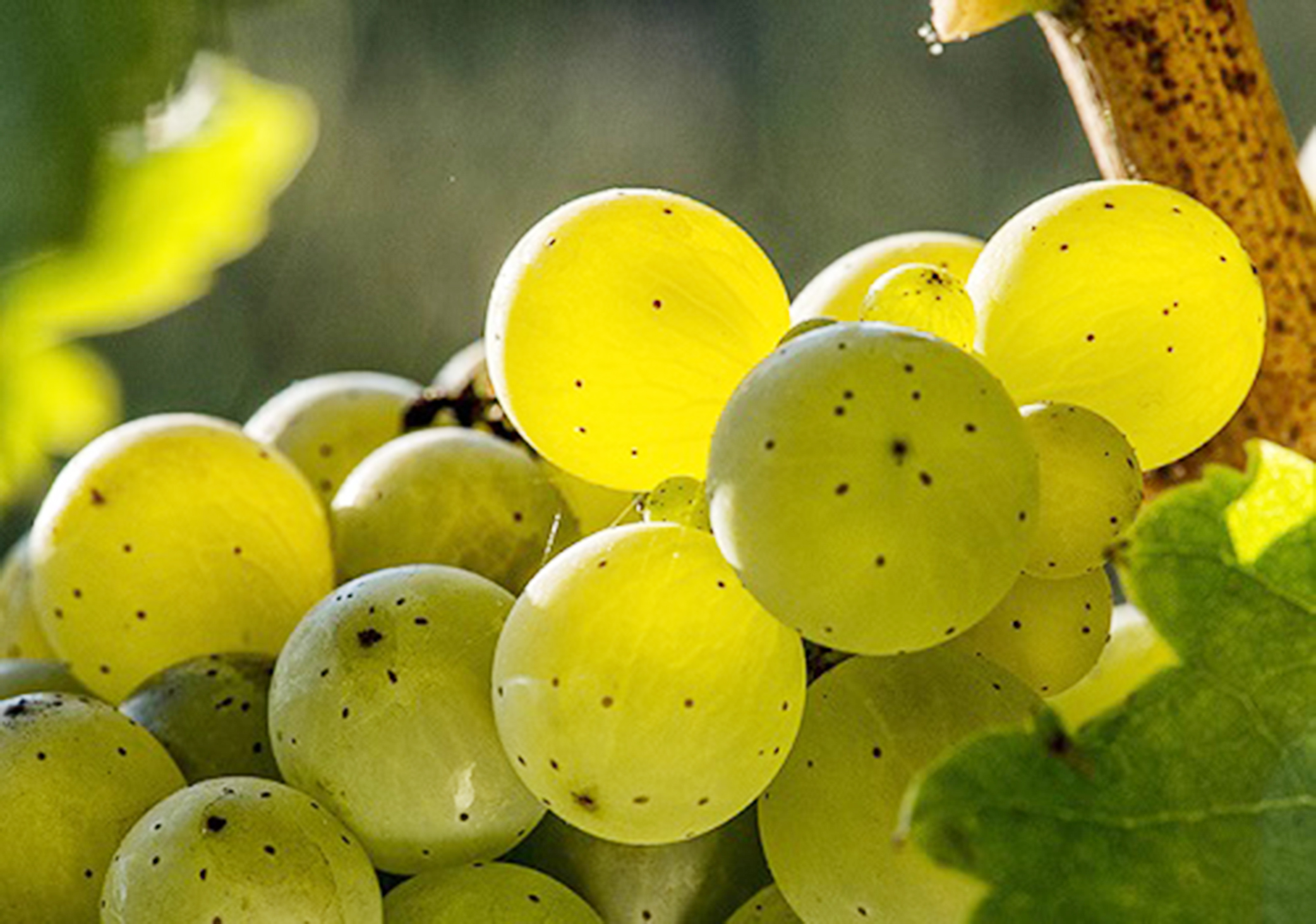 克莱尔谷:澳大利亚顶级雷司令产区