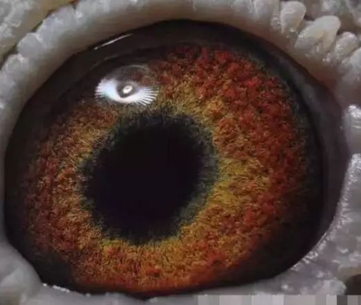 鸽眼荡角是黑色的种鸽是好鸽