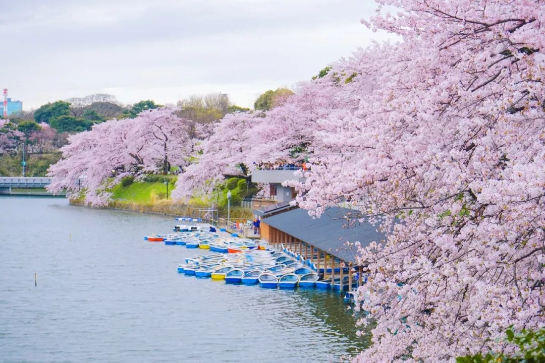 2020日本櫻花預測最前線!睡在日本最美的季節,邂逅櫻花雨落下的芬芳.