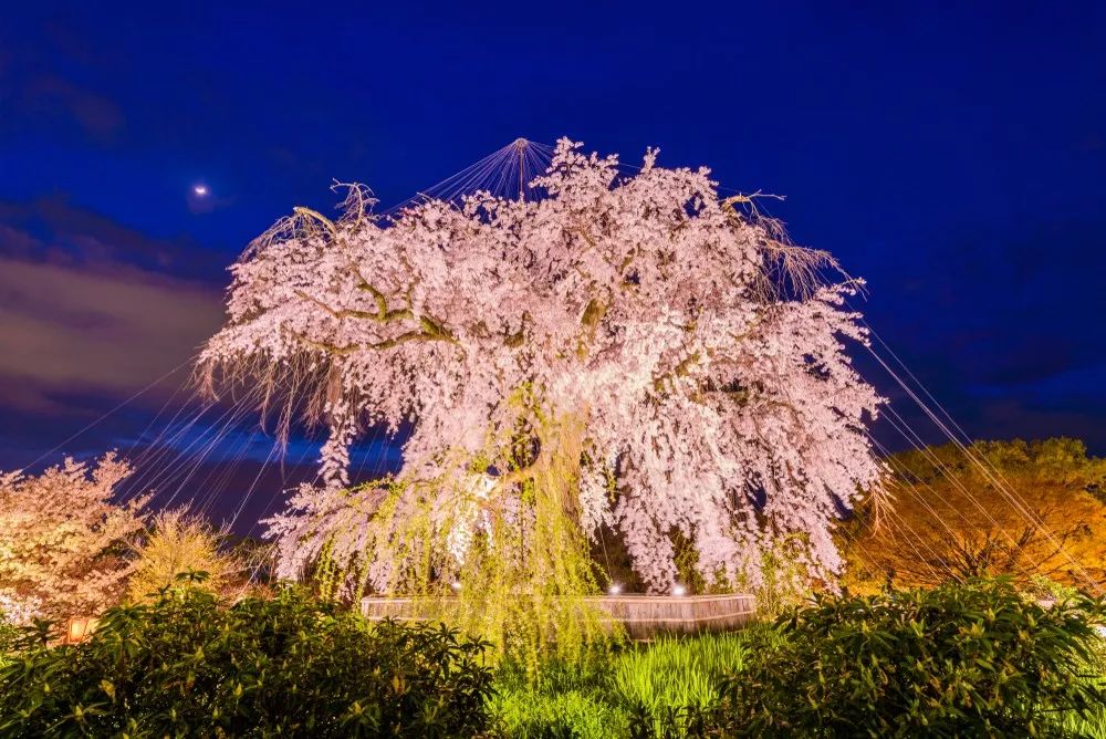 2020日本櫻花預測最前線!睡在日本最美的季節,邂逅櫻花雨落下的芬芳.