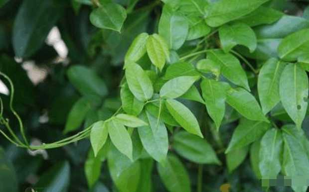 功效:(1)本品含有毒鱼藤酮,毒杀昆虫效果很好.禁内服,以防中毒.