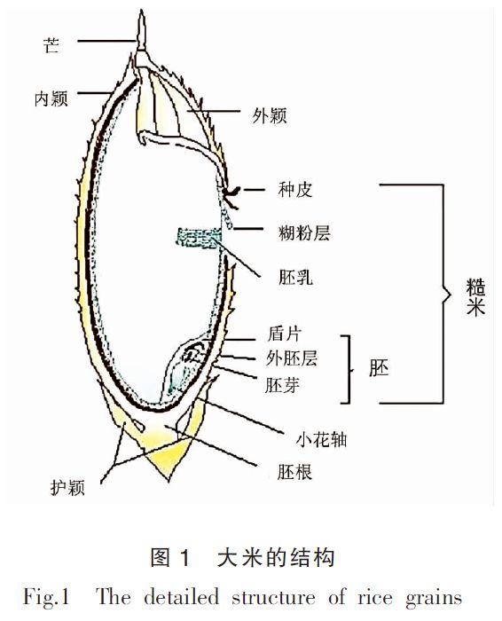 大米淀粉粒绘图图片