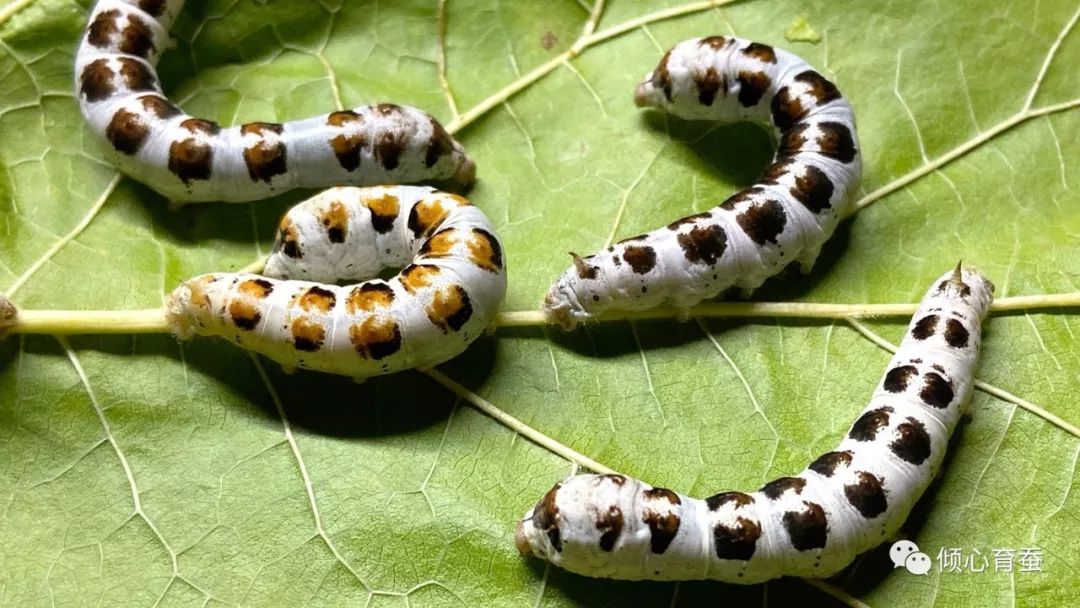 虫趣点滴记录某茶斑的一生