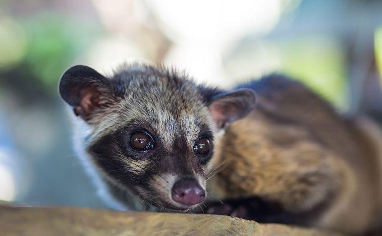 武漢出版兒童刊物稱果子狸可食保護野生動物應該從孩子抓起