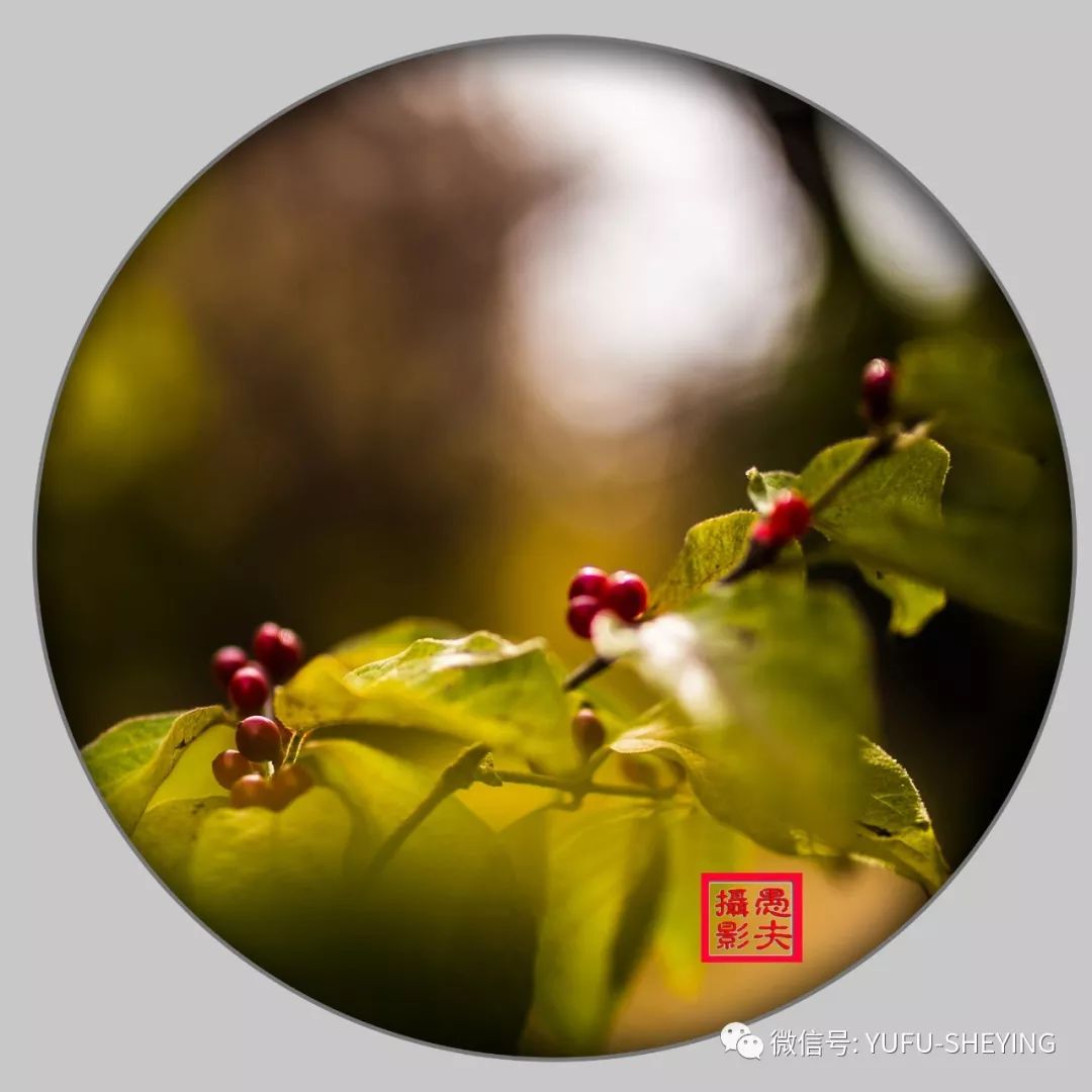 秋兰兮麋芜罗生兮堂下