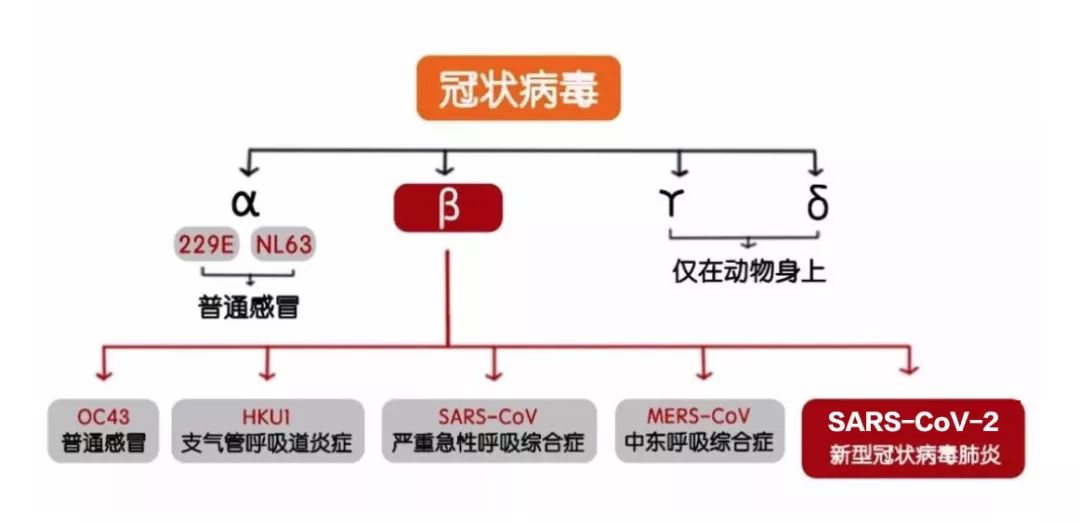 冠状病毒属于冠状病毒科(coronaviridae)正冠状病毒亚科(orthocorona