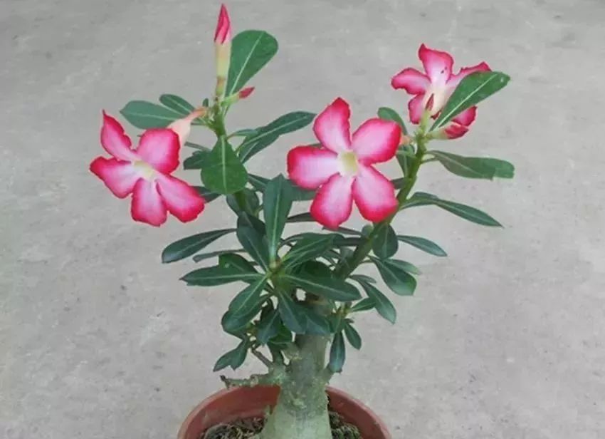 养花就养天宝花,好养又特别,还能做成盆景!