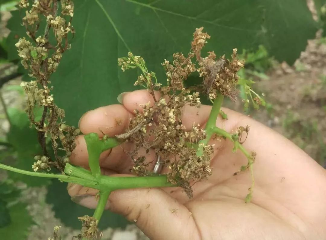 設施葡萄灰黴病來襲損芽毀花不可不防