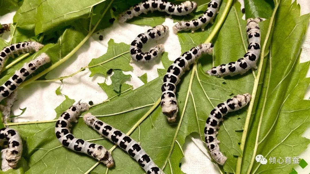 虫趣点滴记录某茶斑的一生