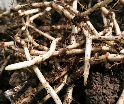 刚出土的折耳根(图片源自网络)现在市面出售的折耳根几乎都是人工种植